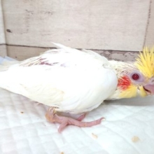 まずは白オカメさんお迎えしませんか？　オカメインコ　ルチノー　2021　5月21日