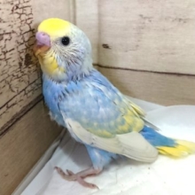 美カラー！！セキセイインコ　パステルレインボーパイド　2021　5月21日