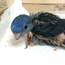 気になったら！お早めに～　サザナミインコ　コバルト～