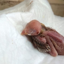 寝顔と催促のギャップがｽﾃｷ　シナモン文鳥～～
