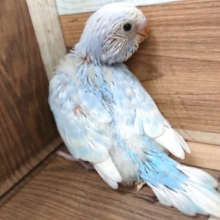 ブルーが爽やかですねっ　セキセイインコ　スパングル