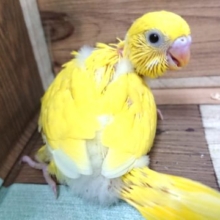 黄色の黒目さん！！セキセイインコ　ダブルファクター　イエローです