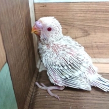 超レアです！！　セキセイインコ　ファロー～～