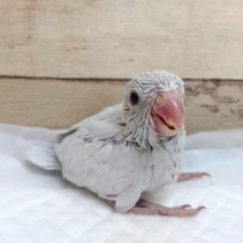 美白さんです！マメルリハインコ　アメリカンホワイト　2021　5月28日