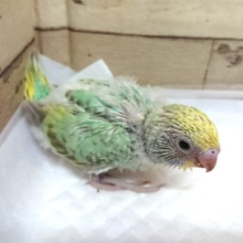 オススメのセキセイインコ！パステルカラーレインボー　5月27日