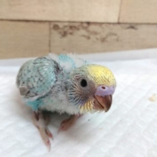そろーり。。そろり　セキセイインコ　レインボー　2021　5月27日