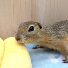 寝顔がヤバイです♪　リチャードソンジリス　～～