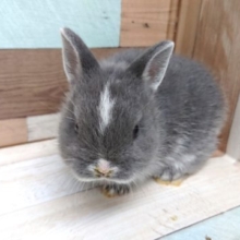 小さいねぇ～～　ネザーランドドワーフラビット　来ましたよっ