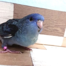 ｷﾚｲなコバルトカラー☆彡　サザナミインコ　コバルトになります