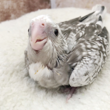 横にゆ〜らゆ〜ら♪オカメインコヒナ(ホワイトフェイスパール)