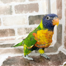 ぴょんぴょん寄ってくる♪ゴシキセイガイインコ〜！