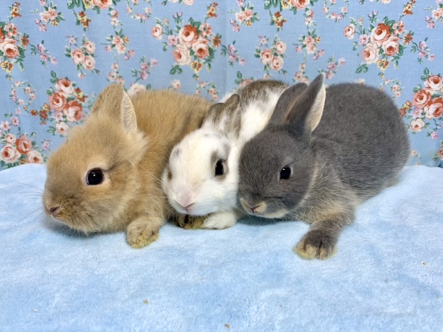 ミニウサギ ネザーランドドワーフ 入舎しました😄