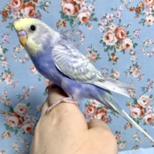 羽衣セキセイインコ  レインボースパングル  5月6日