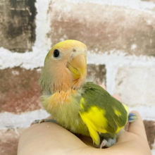 超ホヤホヤ最新画像！！甘え上手☆♪コザクラインコ タイガーチェリー