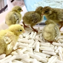 ヒメウズラ  ヒヨコ🐥  5月22日