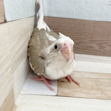 超ホヤホヤ最新画像♪人気の高いホワイトフェイス系です！　オカメインコ～～