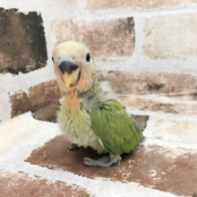 ワタワタのまるむち天使♥コザクラインコヒナ（ノーマル）