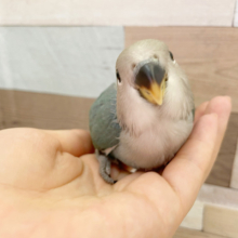 超ホヤホヤ最新画像♪恥ずかしがり屋。。かな？？コザクラインコ　ブルーチェリー☆