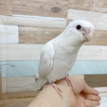 超ホヤホヤ最新画像♪真っ白☆オカメインコ　ピュアホワイトでｺﾞｻﾞｲﾏｽ♪