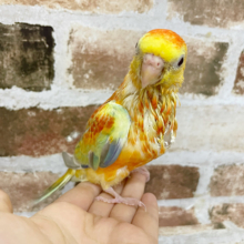 惚れ惚れする綺麗さ♡美声インコヒナ(オレンジ)