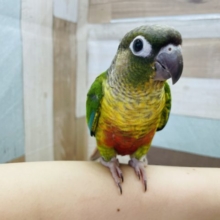 超ホヤホヤ最新画像★遊び方が可愛いんです！ワキコガネウロコインコ～～