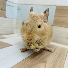 超ホヤホヤ最新画像☆いっぱい食べるキミが好き〜♪サンドデグーくん