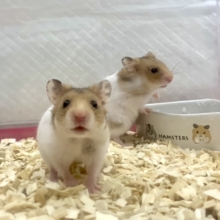 ゴールデンハムちゃんず🐹入舎してます！  5/2