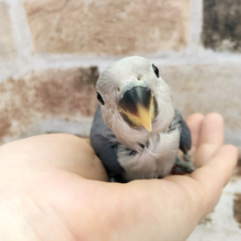 よく食べる子♡コザクラインコヒナ(バイオレットファクター)