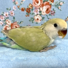 コザクラインコ　ホワイトフェイスオーストラリアンシナモン系　5月27日