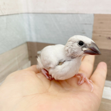 超ホヤホヤ最新画像♪目指すはベタ馴れ文鳥さん！シルバー文鳥〜！