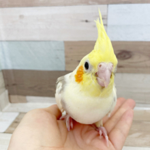 超ホヤホヤ最新画像☆瞳と冠羽が大きいね～　オカメインコ　シナモンパイド～