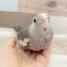 超ホヤホヤ最新画像☆珍しく、ほっぺのないオカメインコでｺﾞｻﾞｲﾏｽ☆　ホワイトフェイス～