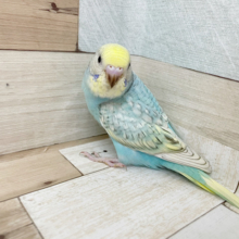 超ホヤホヤ最新画像★カラフルに育ちそう♪　セキセイインコ　パステルカラーレインボースパングル