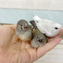 超ホヤホヤ最新画像！！癒やしの、キンカチョウ☆鳴き声は、ていていていていていてい♪♪