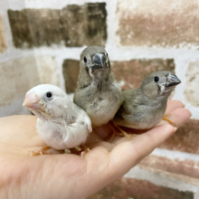 超ホヤホヤ最新画像★この毛は今だけ～錦花鳥(キンカチョウ)