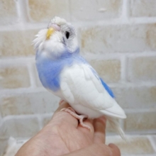 カッパ！？　梵天セキセイインコ☆パイド