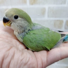 むむっ～何カラー？？？　小桜インコ☆色変わり　2021年05月04日