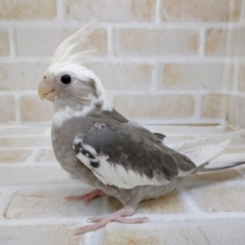 かっこいい系～オカメインコ☆ホワイトフェイスパイド　2021年06月20日