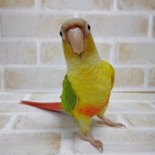 パイナポー！　ウロコインコ☆パイナップル　2021年06月20日