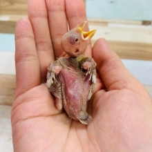 まだつるんつるん!!人気カラーのシナモン文鳥さん☆