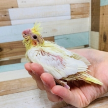 人気カラー☆まだうぶうぶのオカメインコ(ルチノー)♪