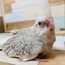淡い色がとてもｷﾚｲ♡オカメインコ(ホワイトフェイスシナモンパールパイド)☆