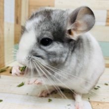 好物は離しません。。チンチラさん(パイド)いますよ♪