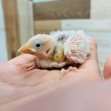 元気いっぱいな鳴き声♪白文鳥!!
