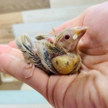 人気の文鳥さん！シナモンカラー☆