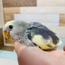 羽根が生えてきてステキカラーに☆コザクラインコ　モーブパイド～～