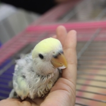 手乗りコザクラインコ（ブルーチェリーパイド）ヒナちゃん★