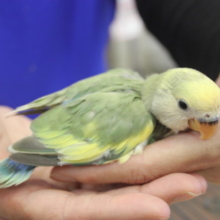 コザクラインコのタイガーチェリーちゃんです！