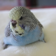 むちむち(^^♪ジャンボセキセイ ヒナちゃん