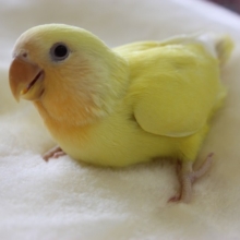 手乗りコザクラインコ（ルチノー）ヒナちゃん★